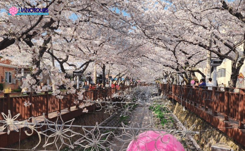 Suối Yeojwacheon là điểm đến không thể bỏ qua khi đến Jinhae