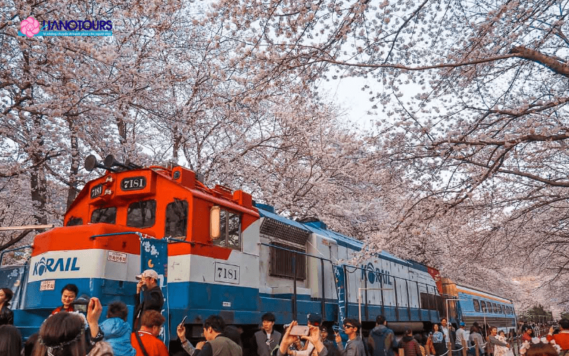 Du khách có thể di chuyển đến Jinhae bằng tàu lửa từ Busan