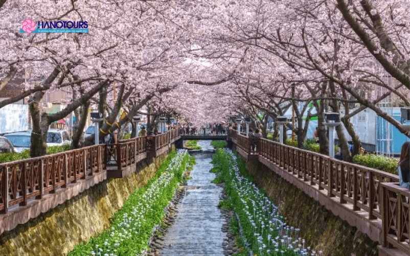 Lễ hội hoa anh đào Jinhae diễn ra vào 31/3 - 9/4 hàng năm