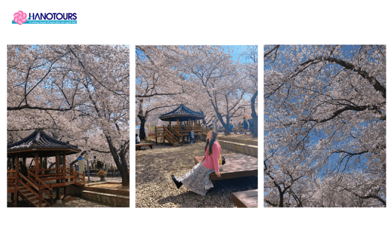 Jinhae nổi tiếng với lễ hội hoa anh đào