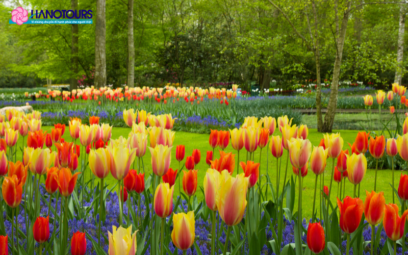 Vẻ đẹp mê hoặc của lễ hội hoa Keukenhof