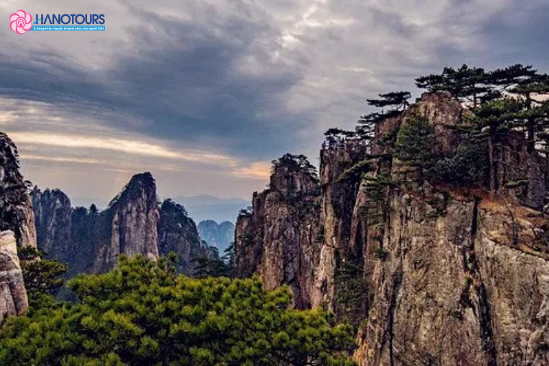 Những cây thông trên núi Hoàng sơn có hình dáng độc đáo