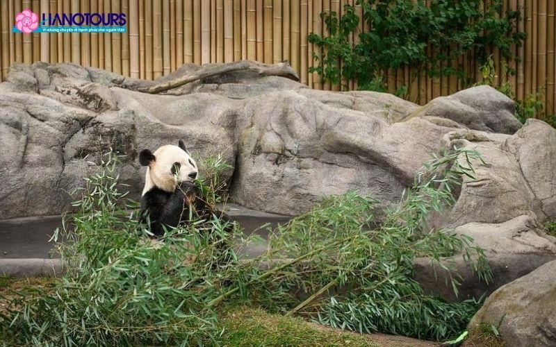 Khu bảo tồn gấu trúc Thành Đô 