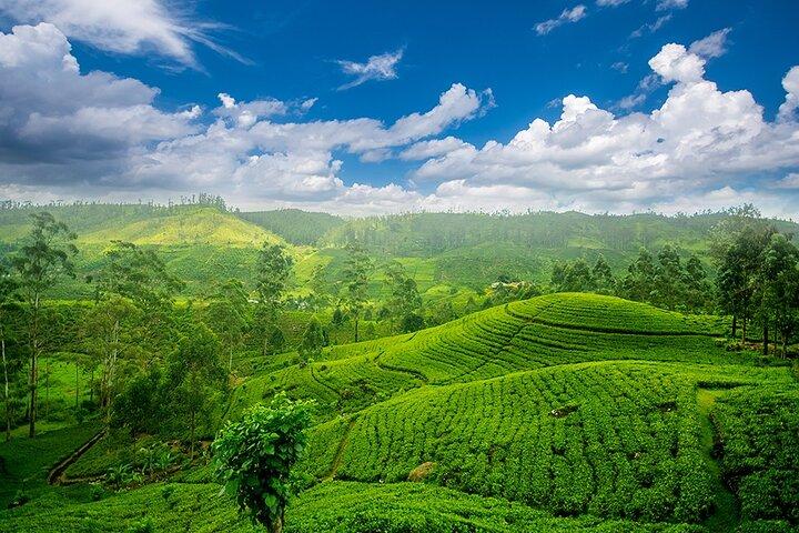Khám phá những đồi chè Sri Lanka xanh mướt trải dài trên vùng cao nguyên và tìm hiểu hành trình tạo nên trà Ceylon nổi tiếng