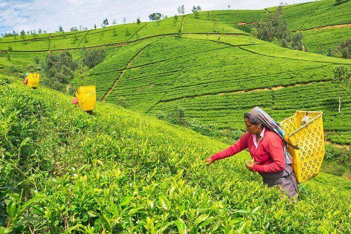 Trải nghiệm hái và thưởng thức trà Ceylon giữa những đồi chè xanh mướt của vùng cao nguyên Sri Lanka