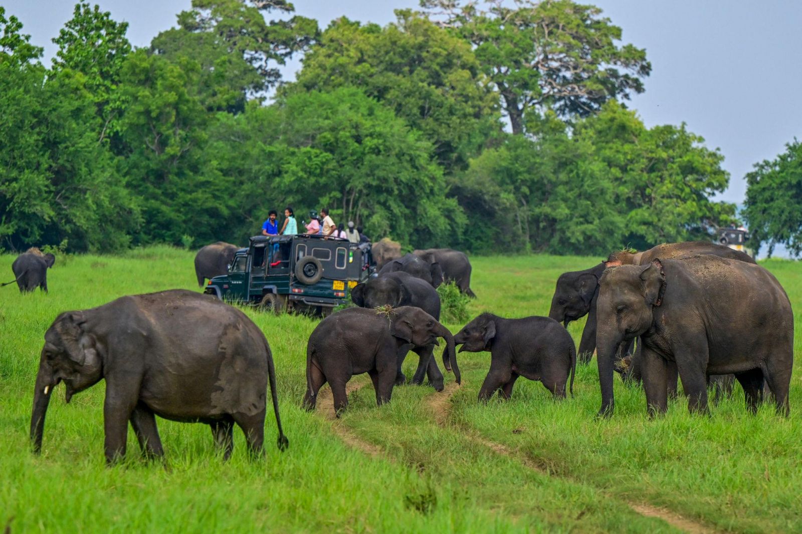 Jeep safari khám phá thiên nhiên hoang dã Sri Lanka đưa du khách đến gần những đàn voi và cảnh quan rộng lớn của Vườn quốc gia Minneriya