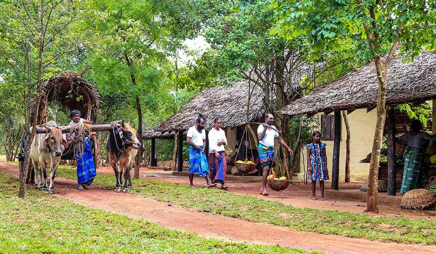 Khám phá đời sống làng quê Sri Lanka qua những ngôi làng yên bình, ruộng đồng xanh mát và nét sinh hoạt mộc mạc của người dân địa phương