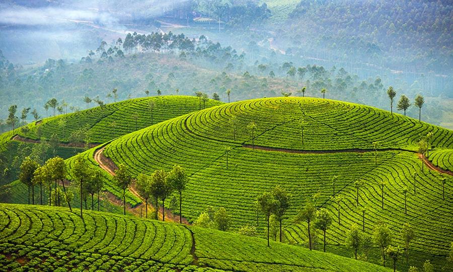 Mùa xuân Sri Lanka rực rỡ giữa nắng vàng và sắc xanh nhiệt đới