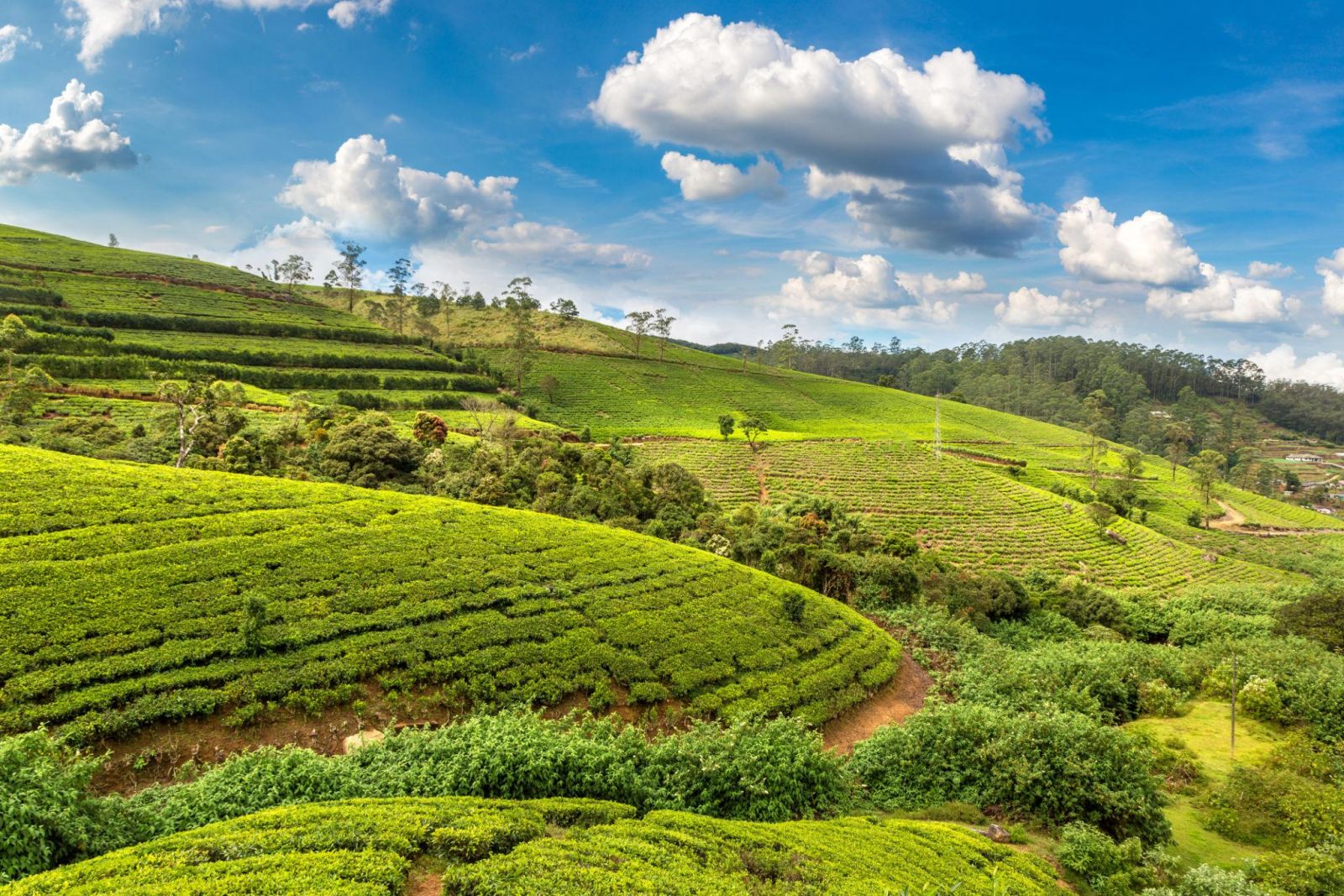 Nuwara Eliya nổi bật với những đồi chè xanh mướt, khí hậu mát mẻ và khung cảnh cao nguyên thơ mộng của Sri Lanka
