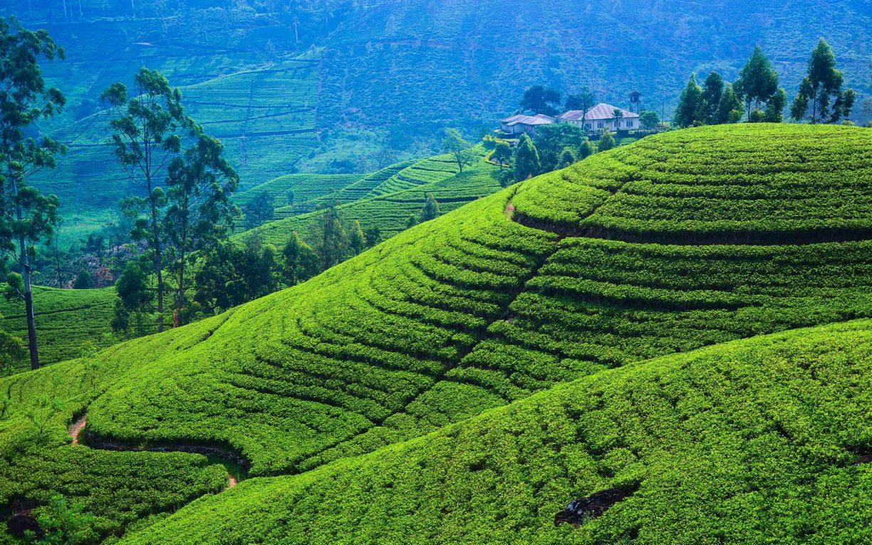 Nuwara Eliya mang vẻ đẹp cao nguyên với những đồi chè xanh trải dài, khí hậu mát mẻ và cảnh quan yên bình của Sri Lanka
