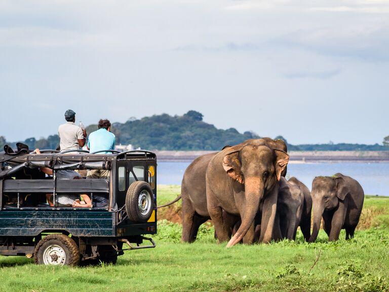 Safari ngắm voi và động vật hoang dã tại Sri Lanka mang đến cơ hội khám phá thiên nhiên và quan sát các loài vật trong môi trường sống tự nhiên