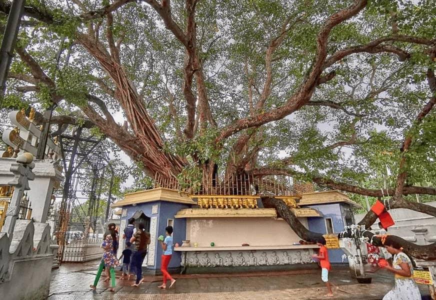 Khám phá văn hóa Phật giáo tại Kalutara qua những ngôi chùa linh thiêng, cây bồ đề và đời sống tín ngưỡng của người dân Sri Lanka