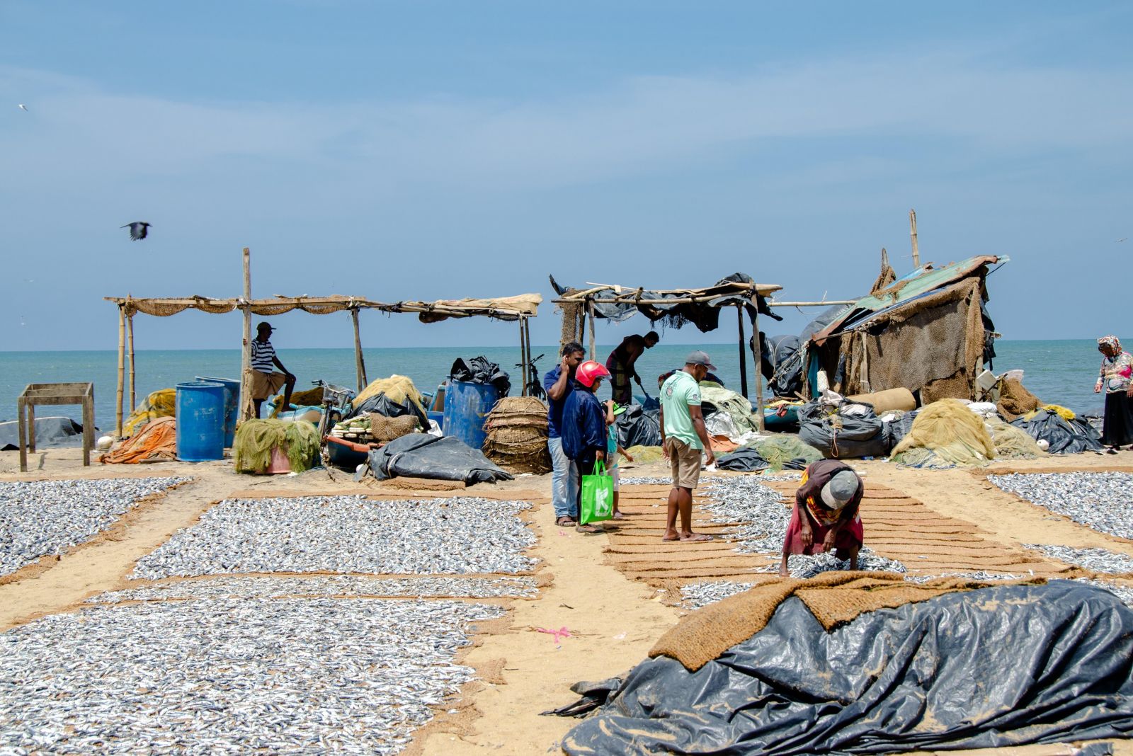 Khu chợ cá Negombo mang đậm nhịp sống miền biển với những mẻ hải sản tươi, thuyền đánh cá và hoạt động mua bán nhộn nhịp mỗi ngày
