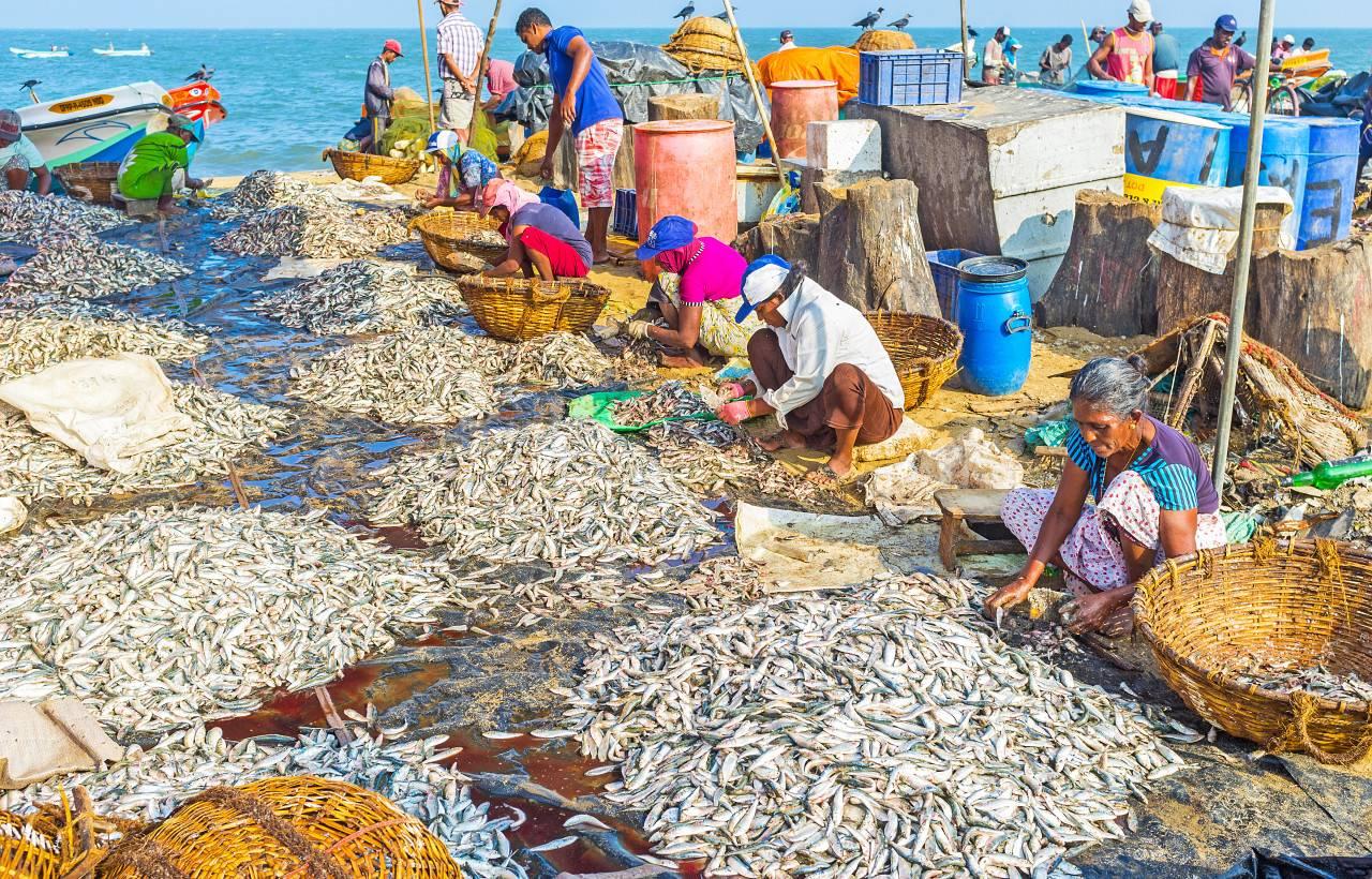 Chợ cá Negombo nhộn nhịp với những mẻ hải sản tươi, thuyền đánh cá và hoạt động mua bán đặc trưng của người dân miền biển Sri Lanka