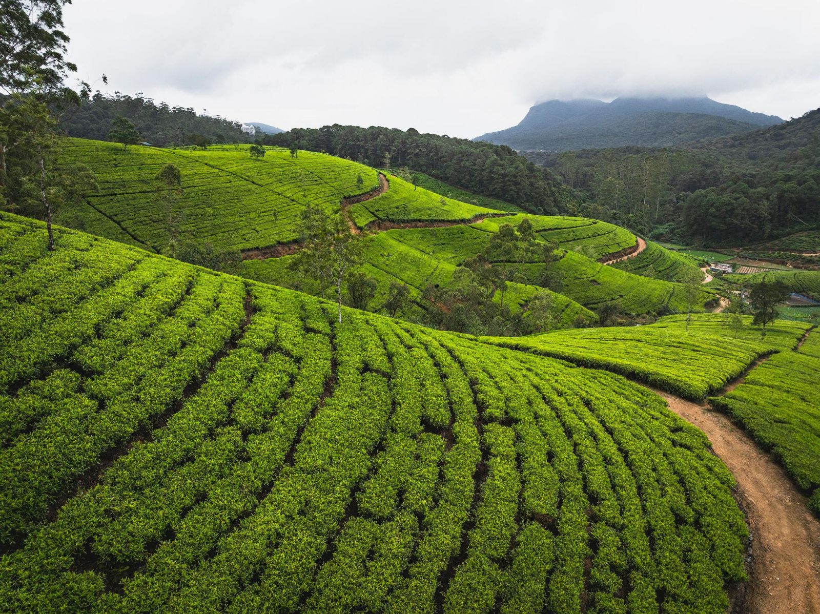 Đồi chè Nuwara Eliya trải dài trên những sườn cao nguyên xanh mướt và là vùng sản xuất trà Ceylon nổi tiếng của Sri Lanka