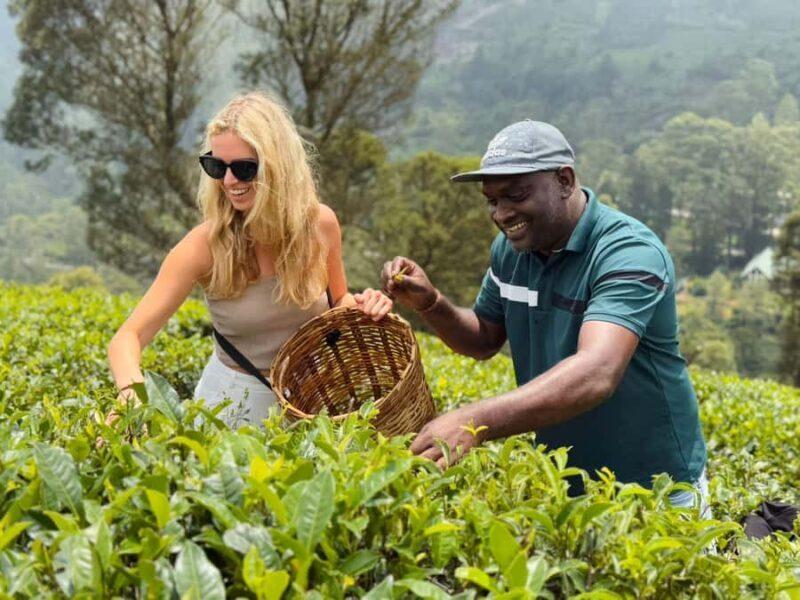 Trải nghiệm hái chè tại Nuwara Eliya đưa du khách hòa mình vào những đồi chè xanh mướt và tìm hiểu công việc thu hái lá trà Ceylon truyền thống