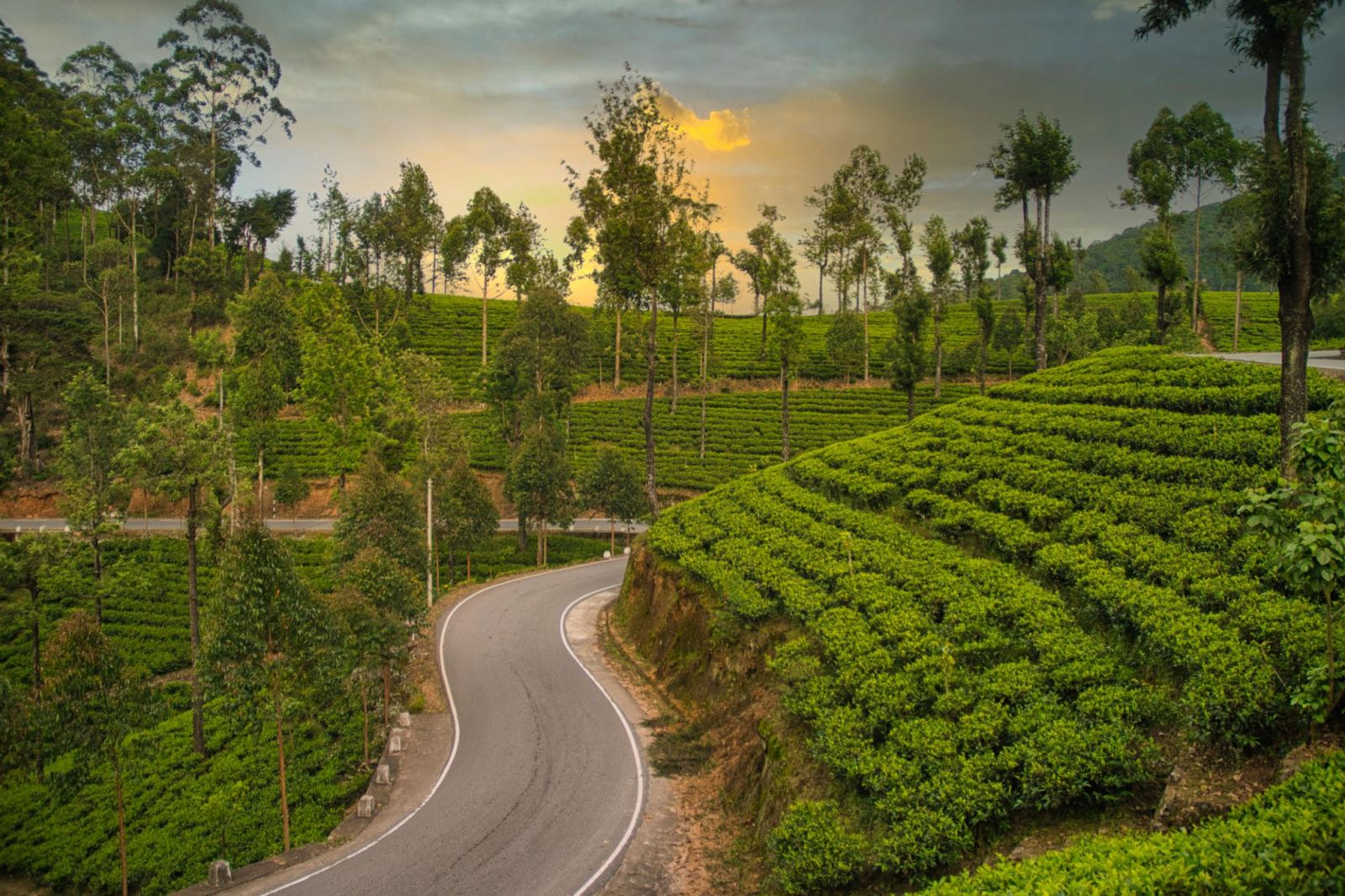 Ngắm cảnh trên cung đường cao nguyên Nuwara Eliya với những đồi chè xanh nối tiếp, thung lũng rộng mở và núi non ẩn hiện trong sương